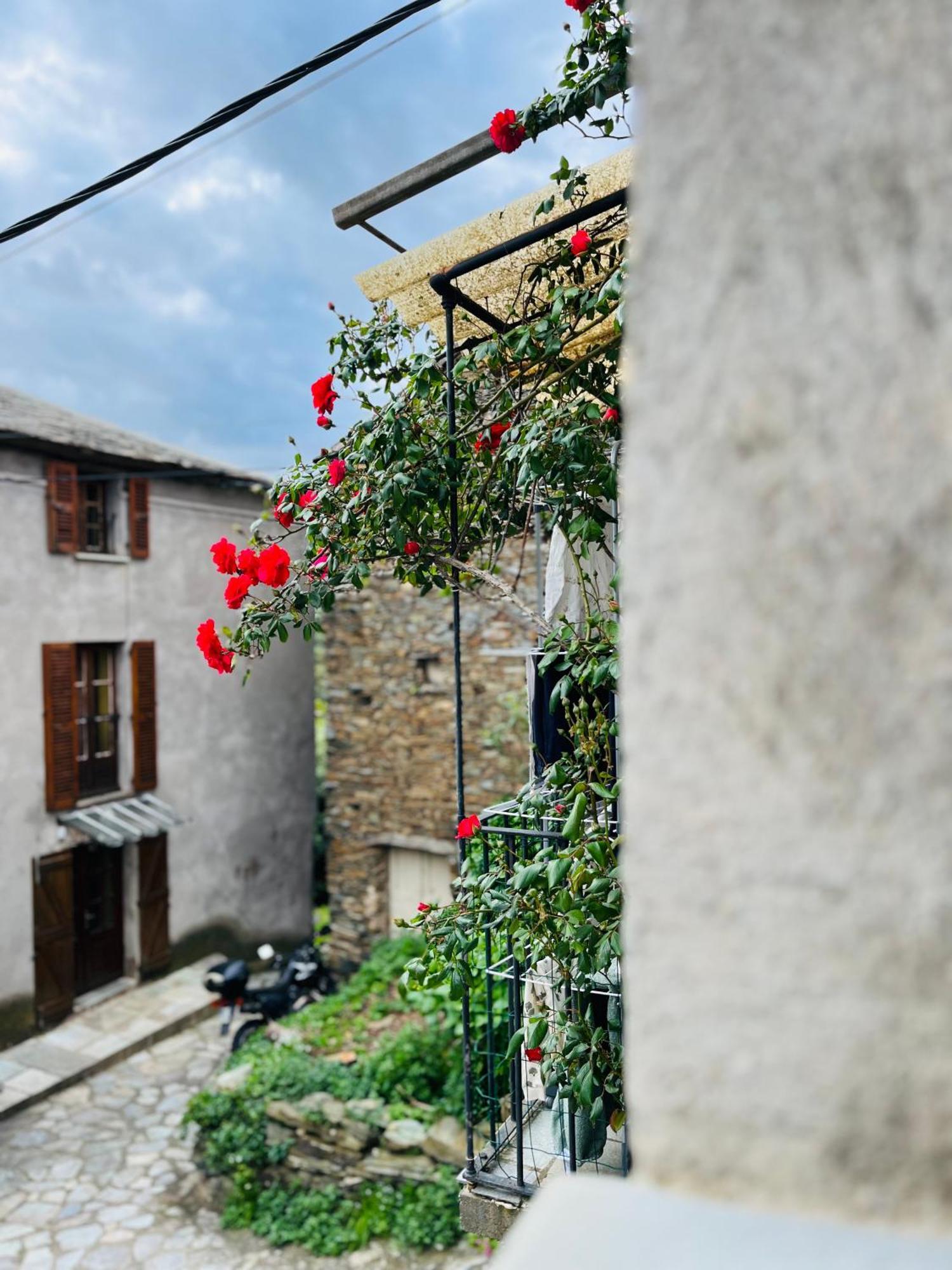 Tres Jolie Maison Aux Portes Du Cap Corse Sisco Exteriér fotografie